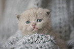 British Shorthair Kitten