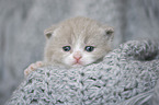 British Shorthair Kitten