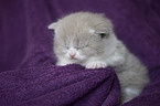 British Shorthair Kitten