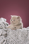 British Shorthair Kitten