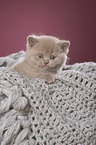 British Shorthair Kitten