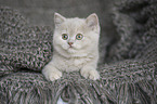 British Shorthair Kitten