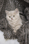 British Shorthair Kitten