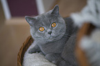 lying British Shorthair