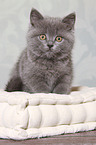 sitting British Shorthair Kitten