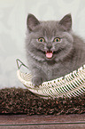 mewing British Shorthair Kitten