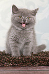 mewing British Shorthair Kitten