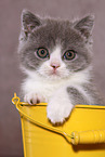 British Shorthair Kitten Portrait