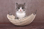 sitting British Shorthair Kitten