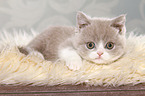 lying British Shorthair Kitten