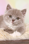 lying British Shorthair Kitten