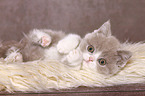 lying British Shorthair Kitten