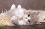 lying British Shorthair Kitten