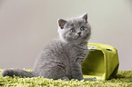 British Shorthair Kitten