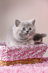 British Shorthair Kitten