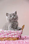 British Shorthair Kitten