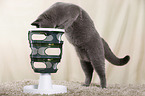 playing British Shorthair