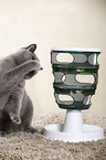 playing British Shorthair