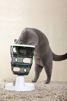 playing British Shorthair