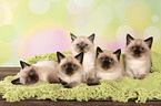 5 British Shorthair Kitten