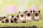5 British Shorthair Kitten