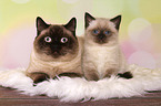 2 British Shorthair