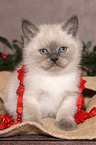 sitting British Shorthair Kitten