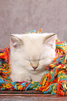 sleeping British Shorthair Kitten