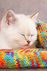 sleeping British Shorthair Kitten