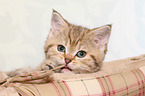 British Shorthair Kitten