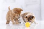 2 British Shorthair Kitten