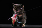 British Shorthair Kitten