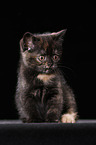 British Shorthair Kitten