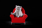 British Shorthair Kitten