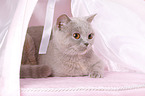 lying British Shorthair