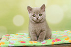 sitting British Shorthair Kitten