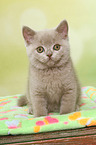 sitting British Shorthair Kitten