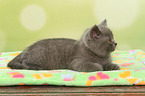 lying British Shorthair Kitten