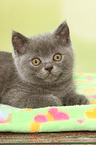 lying British Shorthair Kitten