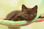 lying British Shorthair Kitten