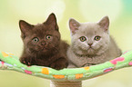 2 British Shorthair Kitten