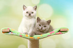 2 British Shorthair Kitten