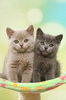 2 British Shorthair Kitten