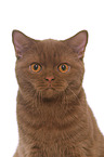 British Shorthair tomcat portrait