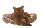 lying British Shorthair tomcat