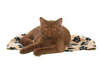 lying British Shorthair tomcat