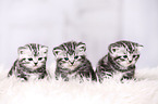 3 British Shorthair Kitten