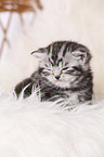 sleeping British Shorthair Kitten