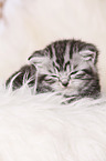 sleeping British Shorthair Kitten