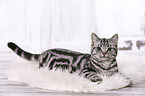 lying British Shorthair